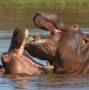 Lake Naivasha