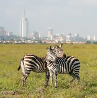 Nairobi National Park